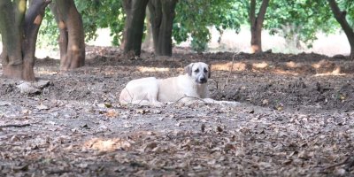 Köpeklerin çocuğu yaraladığı bahçede başıboş köpekler hala duruyor