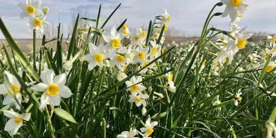 Adana'daki Nergis Adası milyonlarca türüyle görenleri büyülüyor