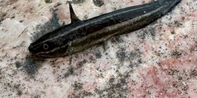 Zehirli dikenli çizgili kedi balığı Adana'da görüldü