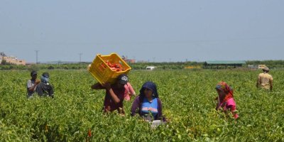 Karaisalı biberi üreticinin elinde kaldı: 'Geçen yıl 25, bu yıl 19 TL'