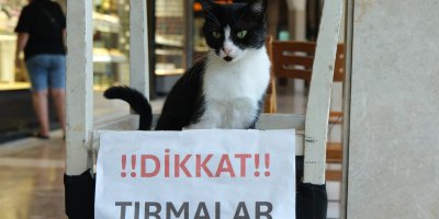 Adana'nın kedisi de asabi