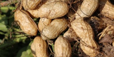 Adana'da hasadına başlanan Yer fıstığında rekolte artışı bekleniyor