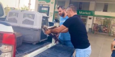 Bahçesine düşen yaralı kartalı telef olmaktan kurtardı