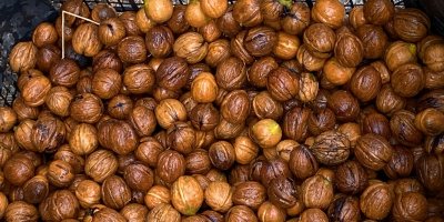 Adana'da ceviz hasadı başladı