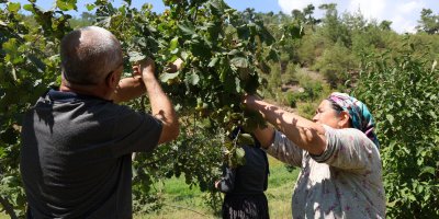 Karadeniz’den aldığı fındık fidesini Adana’da ekti, şimdi hasat ediyor
