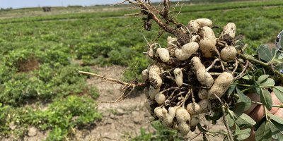 Adana sıcağı yer fıstığı verimini düşürdü