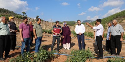 Muhtar dağlık ve susuz mahallede domates yetiştirdi