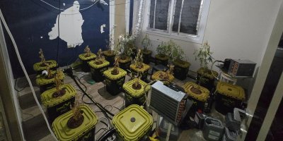 Apartmana uyuşturucu serası kurdular