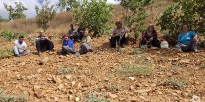 Lezzeti tescilli Tufanbeyli fasulyesi ilçe sınırlarını aştı