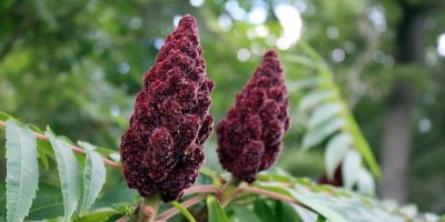 Saimbeyli'de "Sumak" paneli