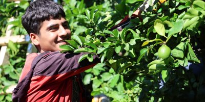 Kozan limonu Avrupa ve Asya ülkeleri için tırlara yüklendi