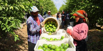 Limon bahçede 8, market ve pazarda 25 lira