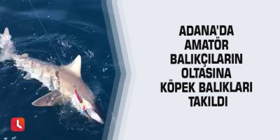 Adana’da amatör balıkçıların oltasına köpek balıkları takıldı