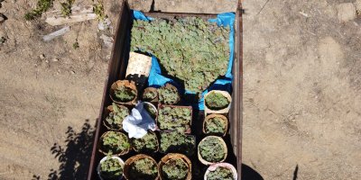 Üzümü meşe külüyle harmanlayıp, 2 gün boyunca kazanlarda kaynatıp pekmez yapıyorlar