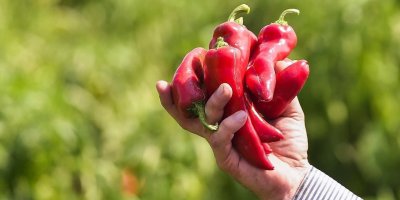 Karaisalı biberi tescillendi