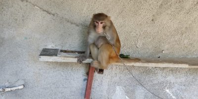 Çocuğu ısıran maymunun sahibine 41 bin 817 lira para cezası