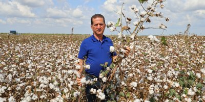 Çukurova'da aşırı sıcaklar ürünleri yaktı, çiftçi bu yıl umduğunu bulamadı