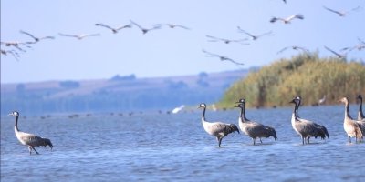 Göç eden turnalar Adana'da mola verdi