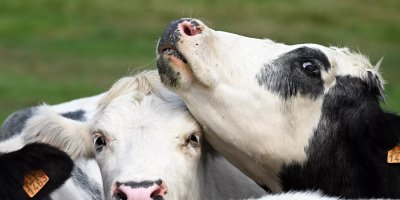 Adana’da mavi dil karantinası: Giriş- çıkış yasaklandı