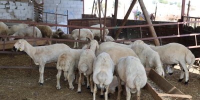 'Mavi dil' hastalığı 20 yıl sonra ilk kez görüldü