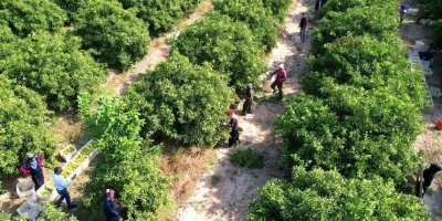 Adana'da narenciye hasadı: 500 bin ton rekolte bekleniyor