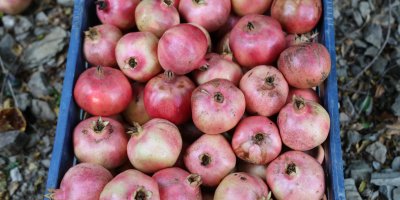 Tescilli Kuytucak narı bahçede 20 lira