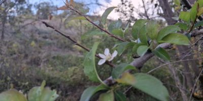 Adana’da erik ağacı çiçek açtı