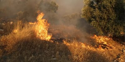 Adana'da orman yangını