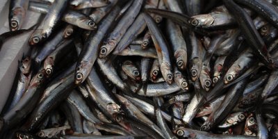 İklim değişikliği balık popülasyonunu azalttı, fiyatlar arttı