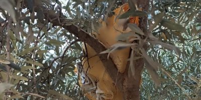 Zeytin ağacına saklanan uyuşturucu ele geçirildi