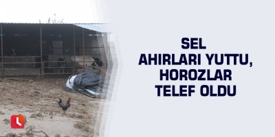 Sel ahırları yuttu, horozlar telef oldu