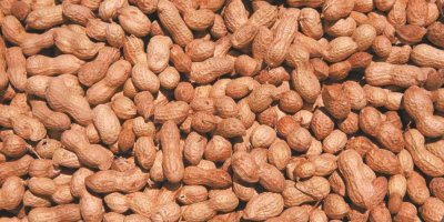 Fıstık tartışması büyüyor: Sadece Karataş, Osmaniye’den fazla fıstık üretiyor