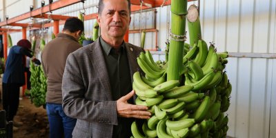 Adana'da ekim alanı 100 kat artan muzda hasat başladı
