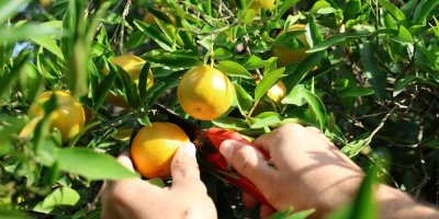 Kış aylarının vazgeçilmez lezzeti: Kozan'da hasadı başladı! Kayseri ve Sivas'tan da talep yağıyor