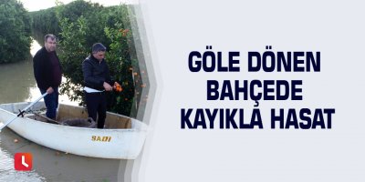 Göle dönen bahçede kayıkla hasat