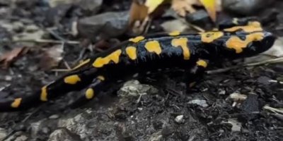 Adana'da nesli tükenmekte olan 'semender' görüldü