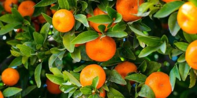 Mandalinalar Avrupa’dan iade edilmeye başlandı