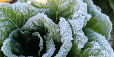 Adana’da tarımı don vurdu