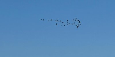 Adana'da leyleklerin göç yolculuğu başladı