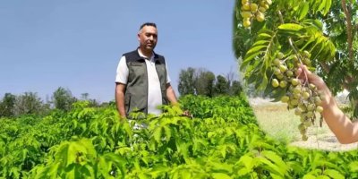 Ağaçtan toplayıp çamaşır makinesine atıyorlar: Trabzon ve Adana'da yetişti, ülkeye yayılıyor