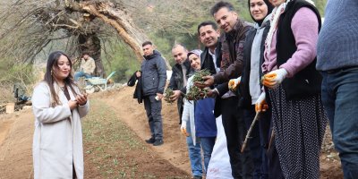 Feke’de sahlep fidanları toprakla buluştu