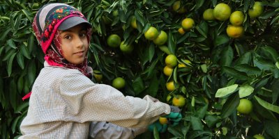 Suriyelilerin ülkelerine dönüşü tarım sektörünü sekteye uğratabilir