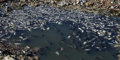 Oksijensiz kalan balıkları çuval çuval topladılar