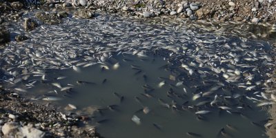 Seyhan Nehri'ne balıklar için can suyu bırakıldı