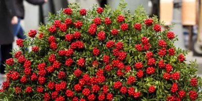 Adana’da Kokina çiçeği mesaisi