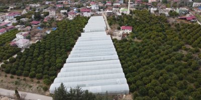 Adana'da mahallede 400 metrekareyle başlayan seracılık 30 dönüme ulaştı