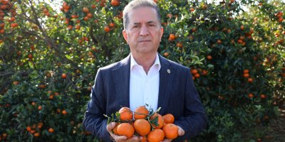 Adana'da mandalina hasadı sürüyor: 'Dalında fiyat 17-18 lira'