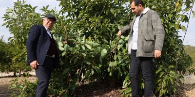 Hukuk profesörü baba ile doktor oğlu ata topraklarında 30 ton avokado üretiyor