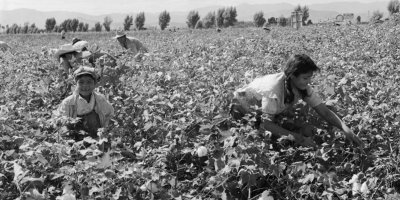 Peki, bu ağaçlar Adana’ya nasıl geldi ?