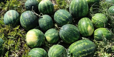 Adana'da karpuz mevsimi açılıyor: Hasat Nisan'da başlayabilir!